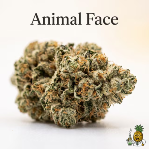 animal-face-6-most-popular-2026